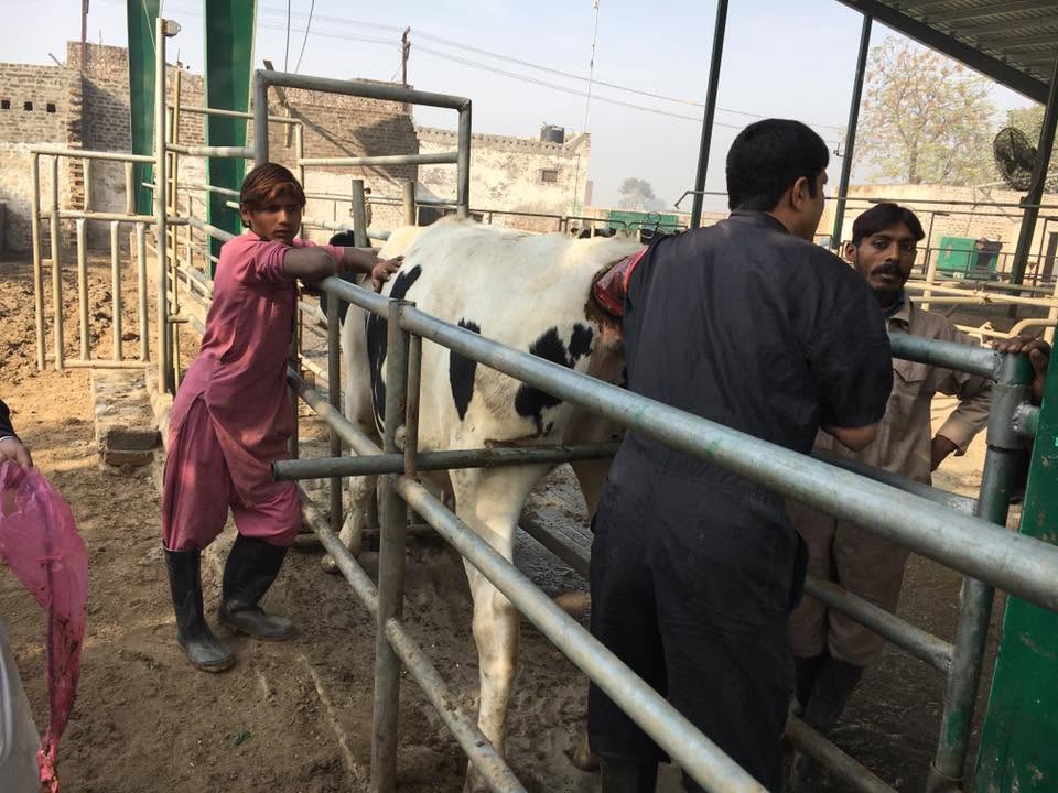 Veterinary treatment of an animal on the farm