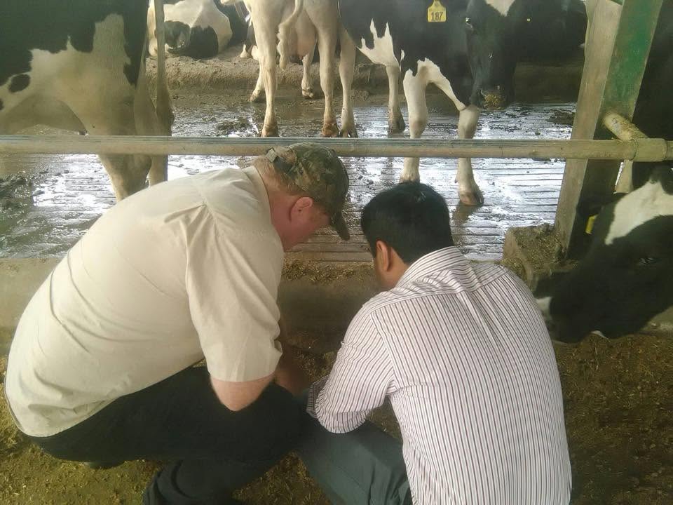 Foreign expert and a Cheema Dairy Farm team member examining the dairy herd