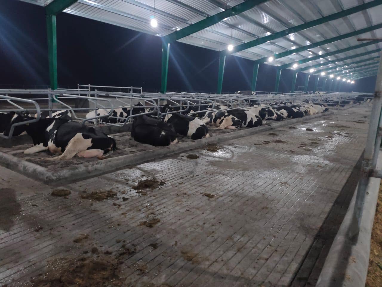 Holstein cows lying in the stalls