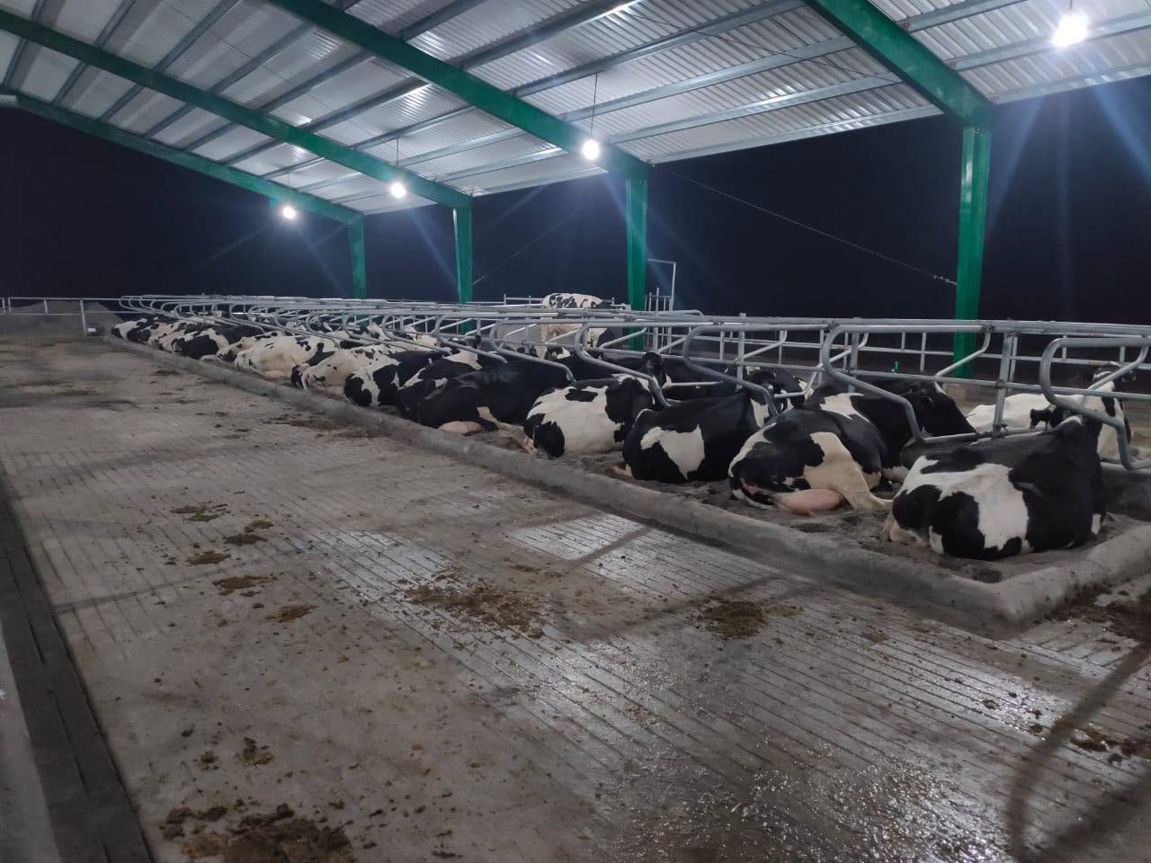 A row of cows in the dairy shed