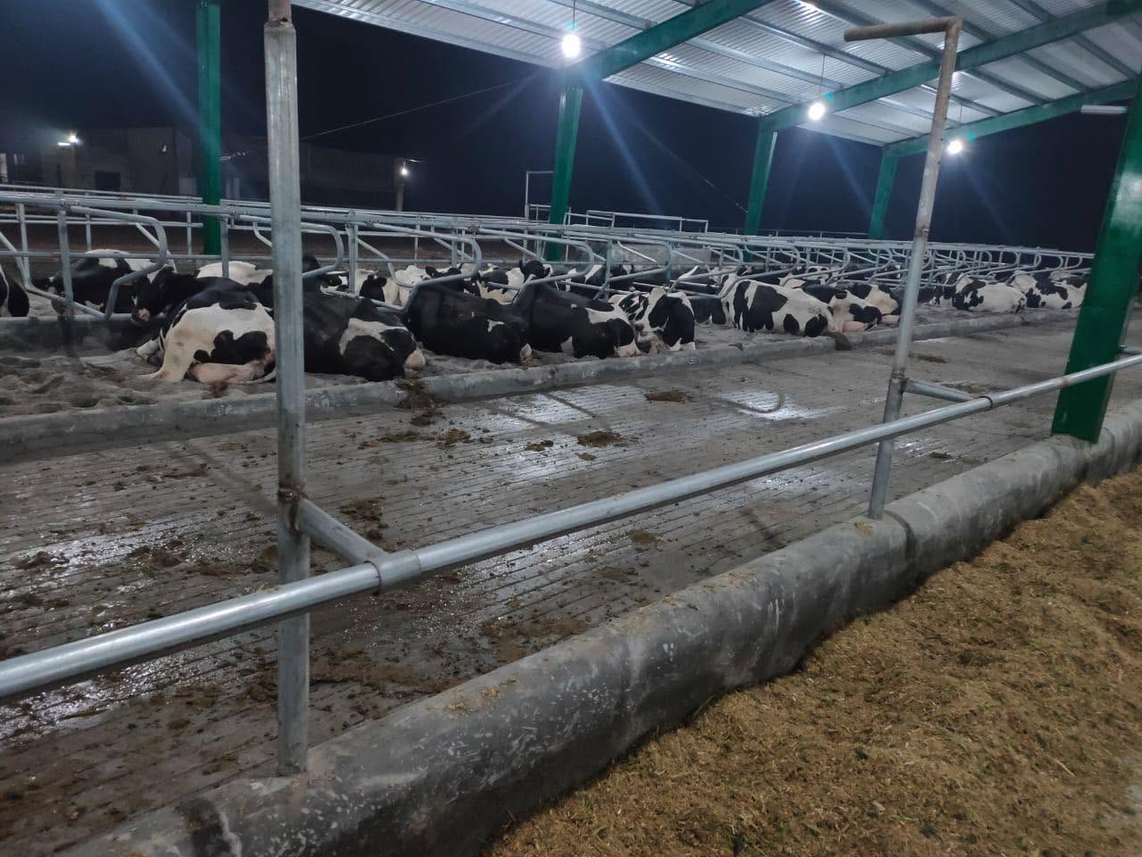 Holstein cows in the shed