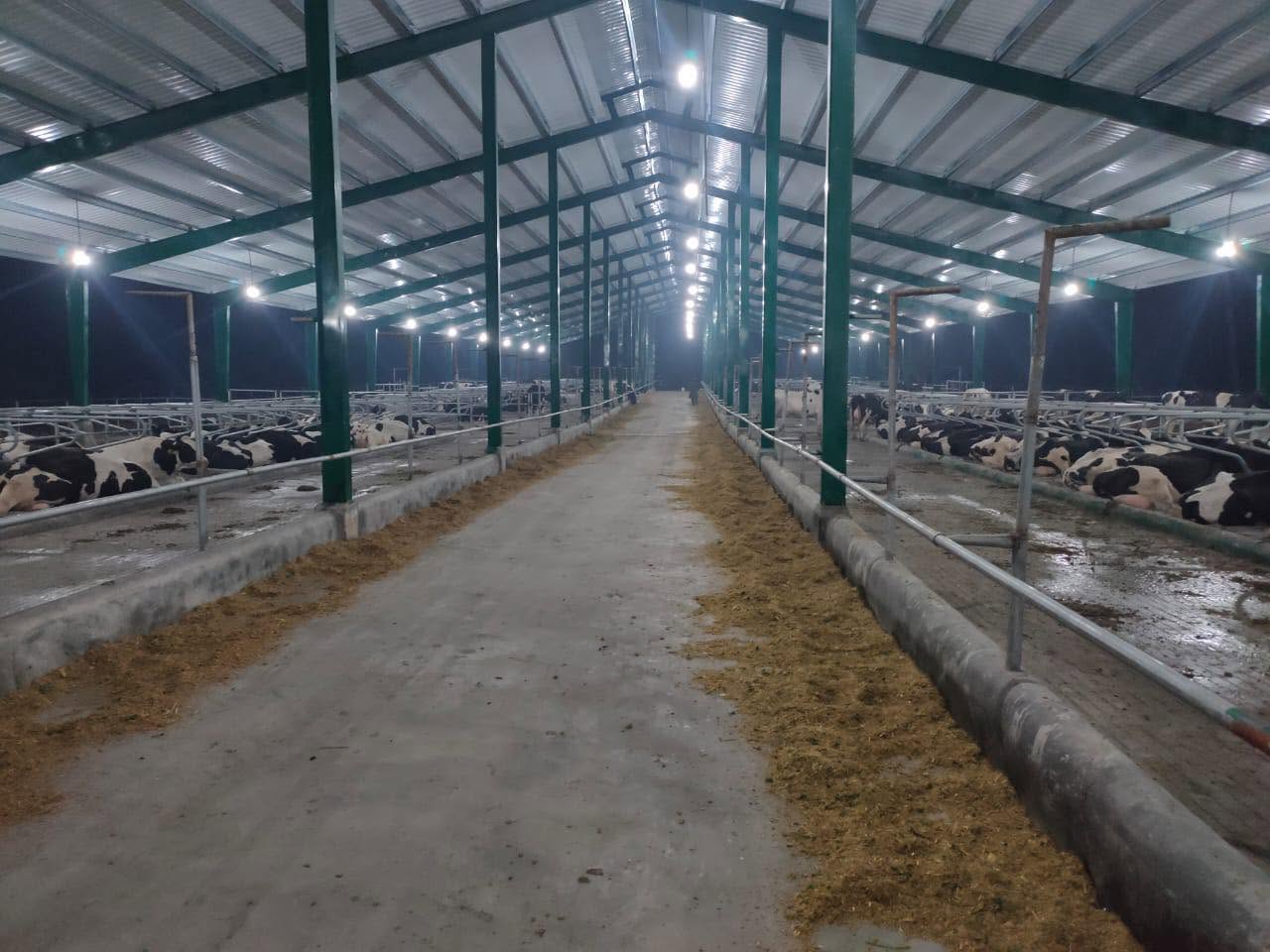 Wide interior view of the Cheema Dairy Farm shed at night, lit and full of cattle